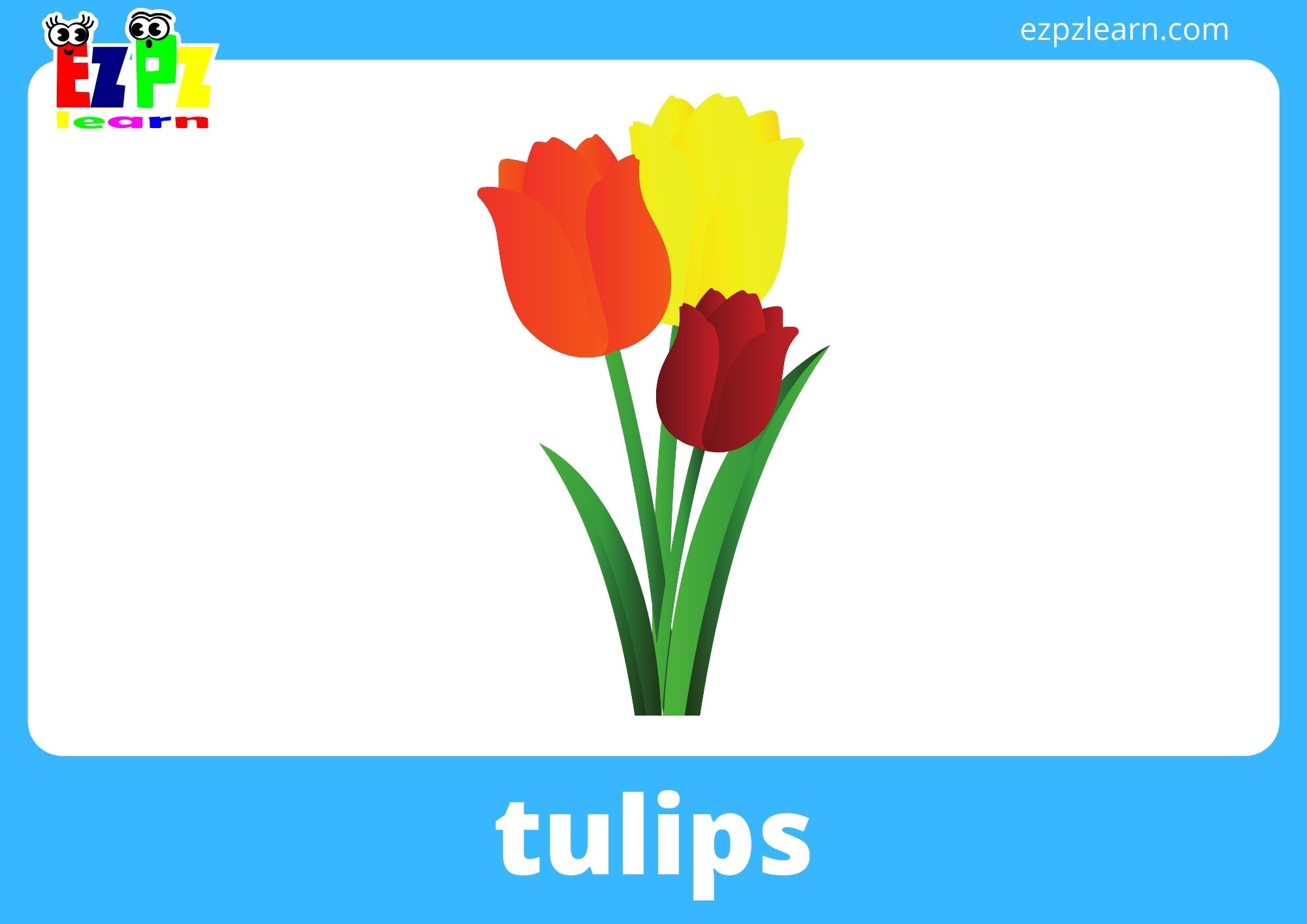 tulips
